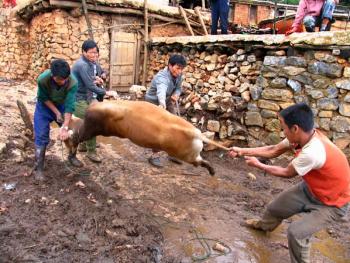 彝族端午节集中骟牛